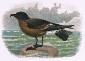 Petrel Wood