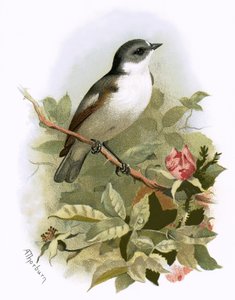 Pied perhosieppari