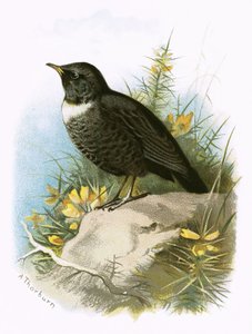 Soita Ouzel