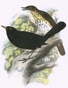 Laulurastas (ylhäällä) ja Blackbird (alhaalla)