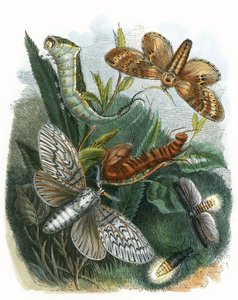 Perhonen Vivarium