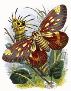 Butterfly Vivarium