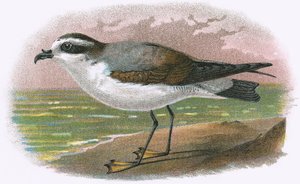 Valkovatsainen Petrel