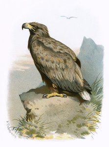 Valkohäntäkotka