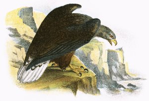 Valkohäntämerikotka