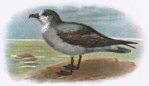 Valkokurkku Grey Petrel