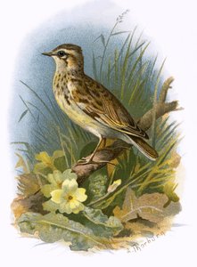 Woodlark