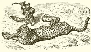 Leopardi ja kettu