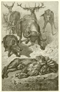Vanha leijona