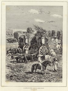 Sadonkorjuu Kuubassa