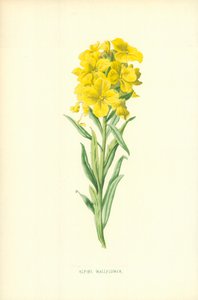 Alpine Wallflower