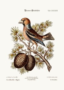 The Gros-Beak tai Haw-Finch, 1749-73