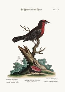 Punarintainen mustalintu, 1749-73