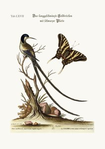 Pitkähäntäinen mustakärkinen Hummingbird, 1749-73
