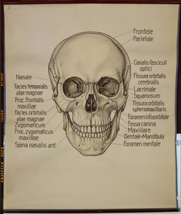 Juliste ihmisen kallosta