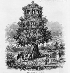 Ratiborin vaahtera, Sleesia, 1893