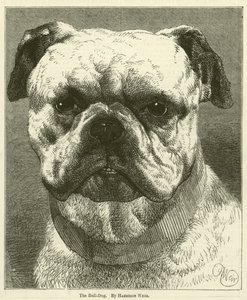 Bull-Dog