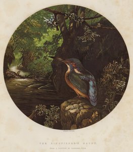 Kingfisherin kummitus