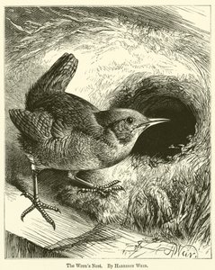 Wrens Nest