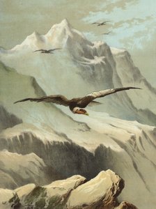 Condor (chromolitho)