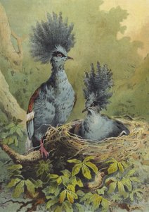 Kruunattu kyyhkynen (chromolitho)