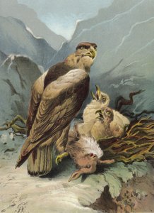 Kotka ja sen poikaset (chromolitho)