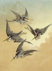 Heron (chromolitho)