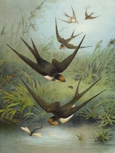 Pääskynen (chromolitho)