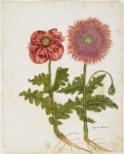 Unikot (Papaver spp.) (wc ja tempera paperille)