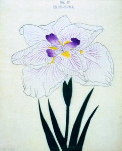 Izumin puolella. 37, 1898