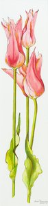 Kolme punaista liljakukkaista tulppaania Marianne,akvarelli,2010