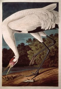 Whooping Crane, "Birds of America"