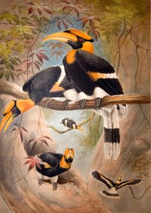 Kovera kotelo Hornbill, 1861