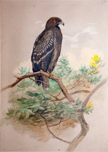 Kirkkokotka (Aquila clanga), 1856-67