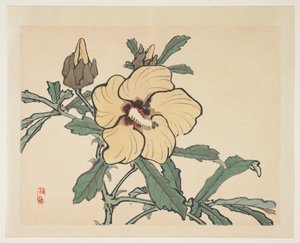 Kukkiva Hollyhock