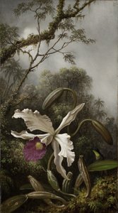 Kolibri valkoisella orkidealla, 1875-1885