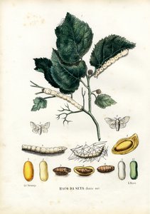 Perhoset, 1863-79