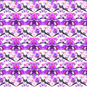 Purppura Orkidea Toista