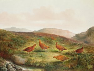 Grouse Moorland maisemassa