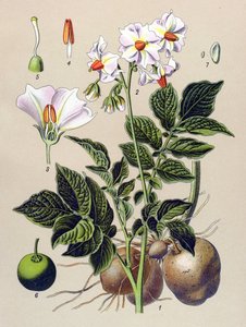 Kasvitieteellinen lauta, perunakasvi, peruna (Solanum tuberosum)