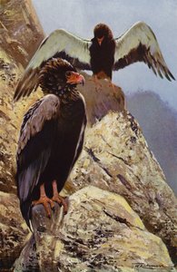 Bateleur Eagle