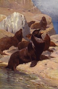 Kalifornian merileijona