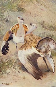 Isotautia