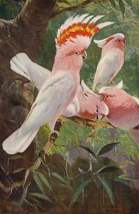 Leadbeaters Cockatoo