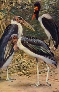 Marabou ja Jabiru