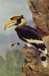 Pied Hornbill