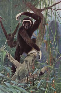 Valkokätinen Gibbon