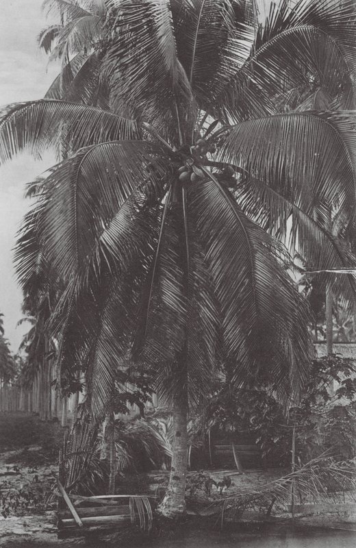 Singapore: Cocoanut Tree (s/w valokuva) tekijältä (after) English photographer