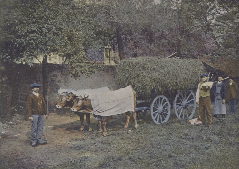 Attelage Bearnais (värillinen kuva) tekijältä (after) French Photographer