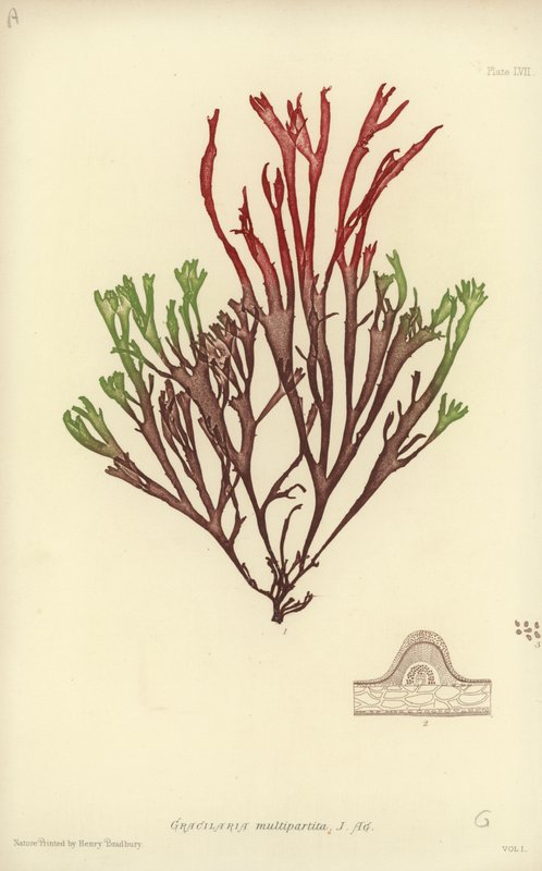 British Sea-Weed (luontopainettu) tekijältä English School